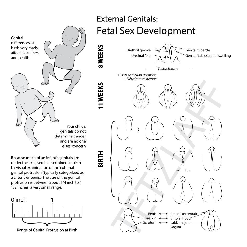 Illustrated pamphlet on fetal external genital development